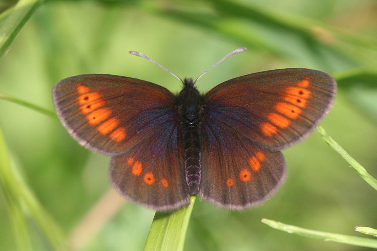 Erebia melampus: Bild 1