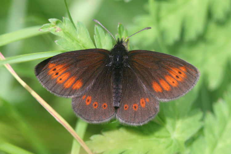 Erebia melampus: Bild 2