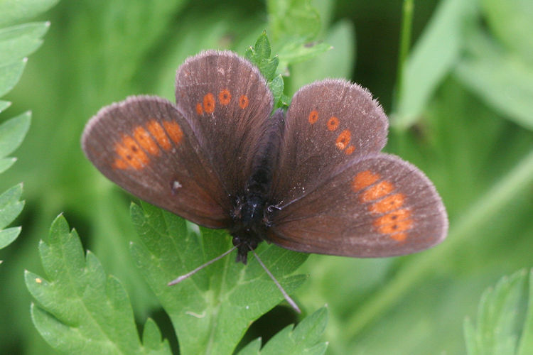 Erebia melampus: Bild 5