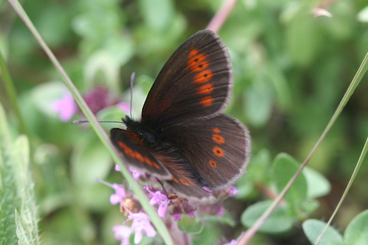 Erebia melampus: Bild 6