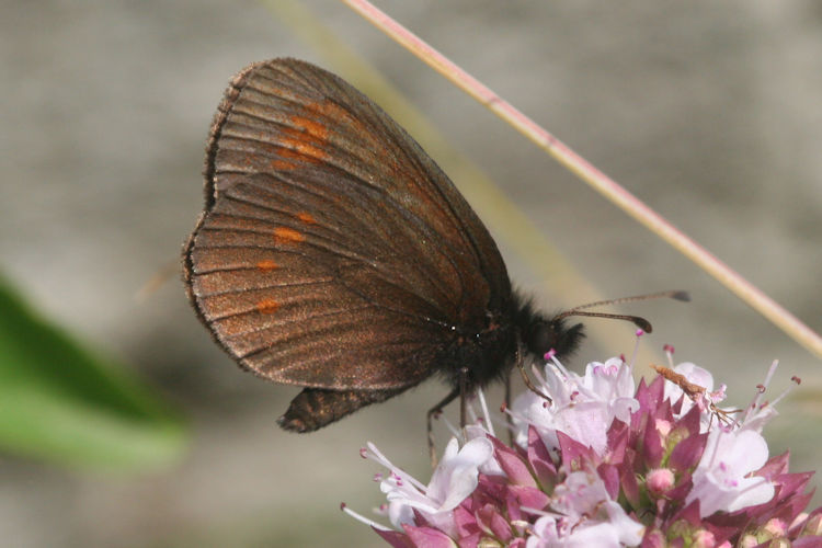 Erebia melampus: Bild 36