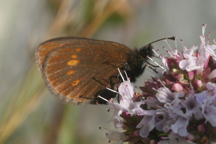 Erebia melampus: Bild 37