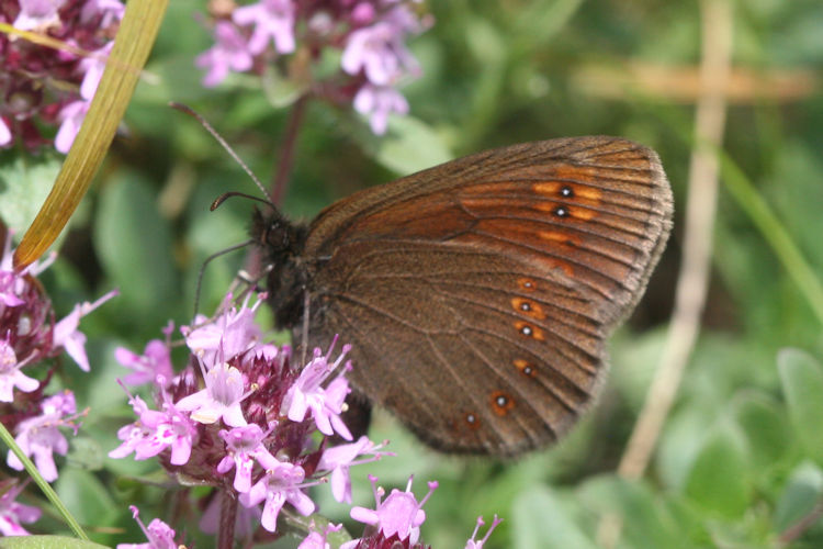 Erebia alberganus alberganus: Bild 20