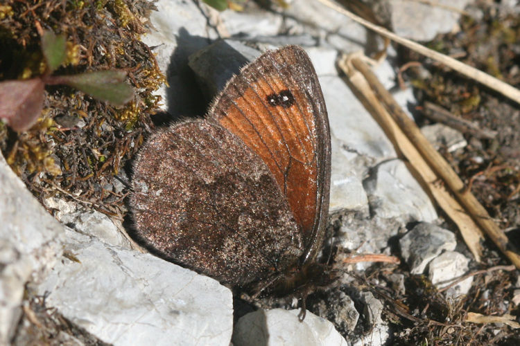 Erebia gorge gorge: Bild 5