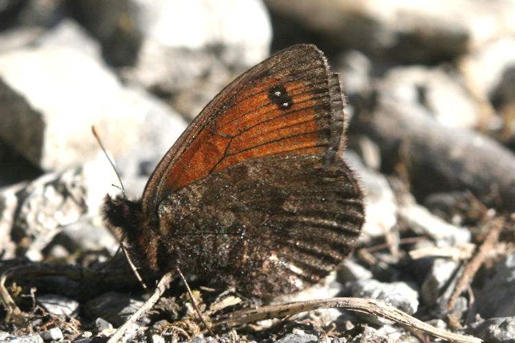 Erebia gorge gorge: Bild 6