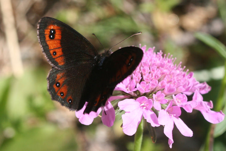 Erebia montanus: Bild 7