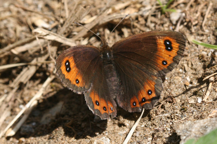 Erebia montanus: Bild 10