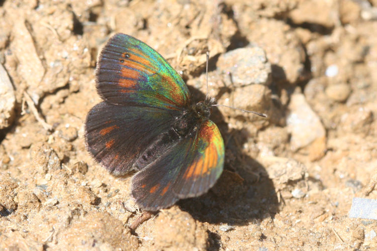 Erebia tyndarus: Bild 12