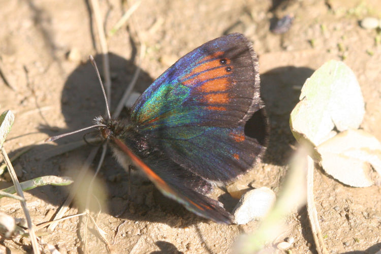 Erebia tyndarus: Bild 13