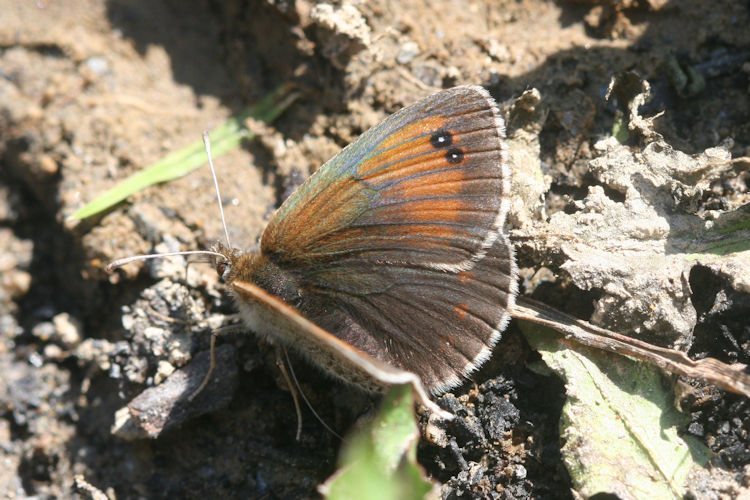 Erebia tyndarus: Bild 19