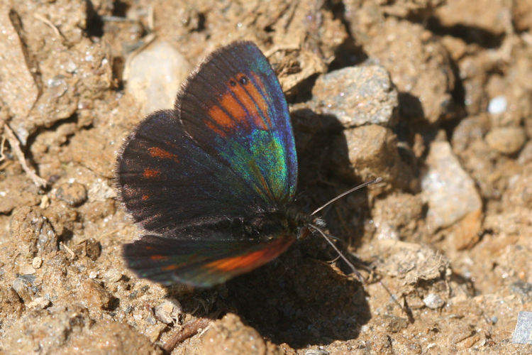 Erebia tyndarus: Bild 15