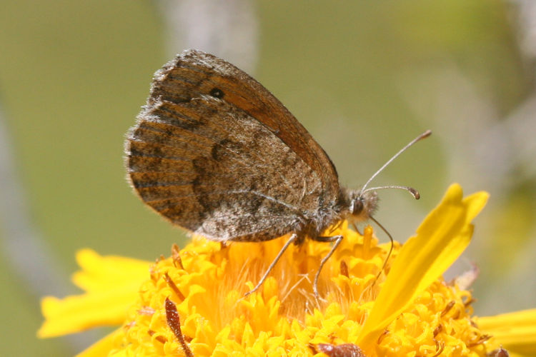 Erebia tyndarus: Bild 29