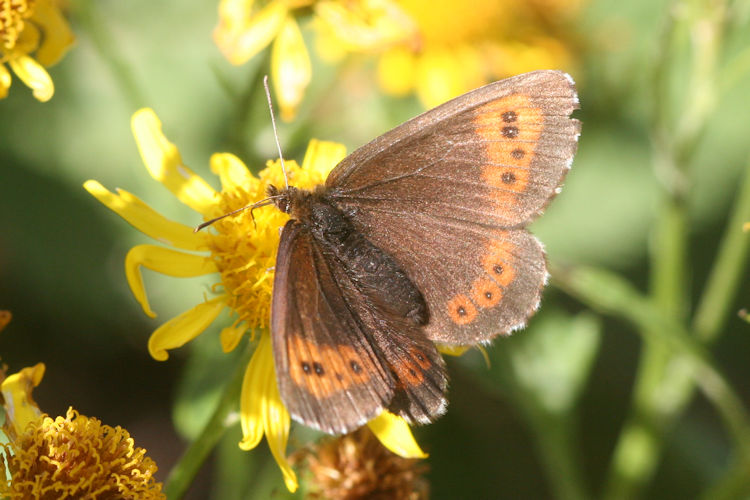 Erebia euryale isarica: Bild 10