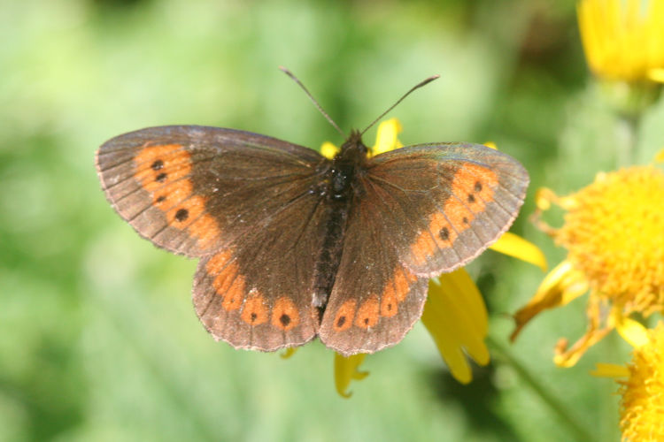 Erebia euryale isarica: Bild 6