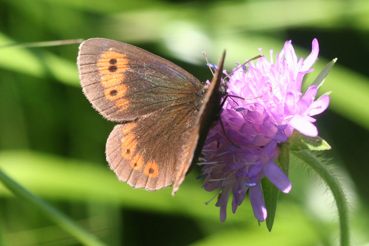 Erebia euryale isarica: Bild 7