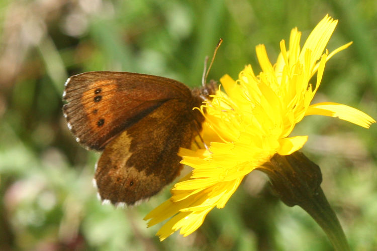 Erebia euryale isarica: Bild 10