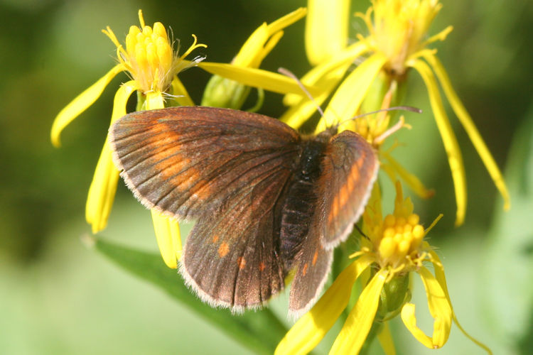 Erebia melampus: Bild 22