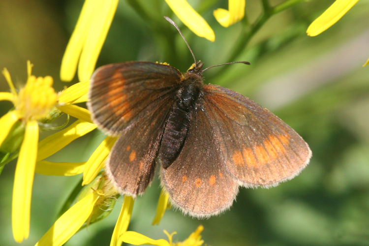 Erebia melampus: Bild 23