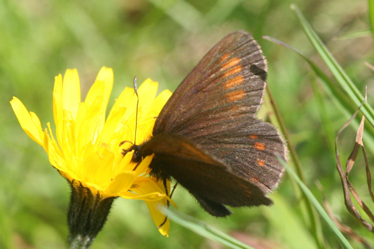 Erebia pharte pharte: Bild 4