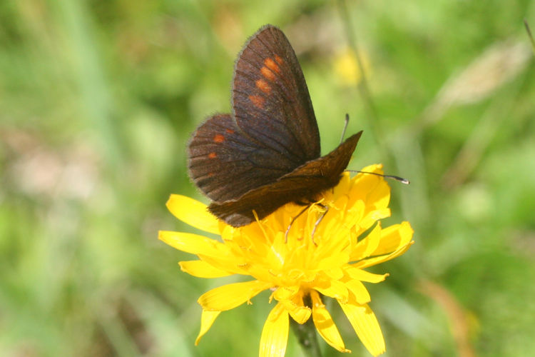 Erebia pharte pharte: Bild 5