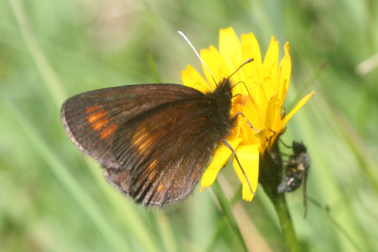 Erebia pharte pharte: Bild 13