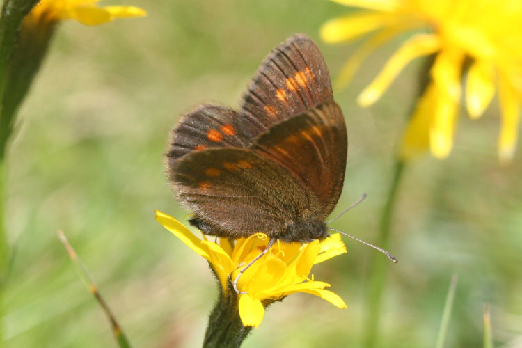 Erebia pharte pharte: Bild 14