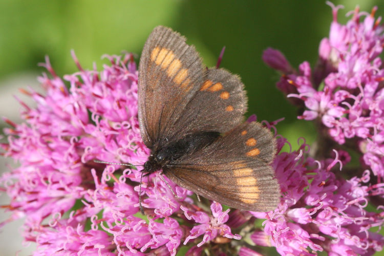 Erebia pharte pharte: Bild 11