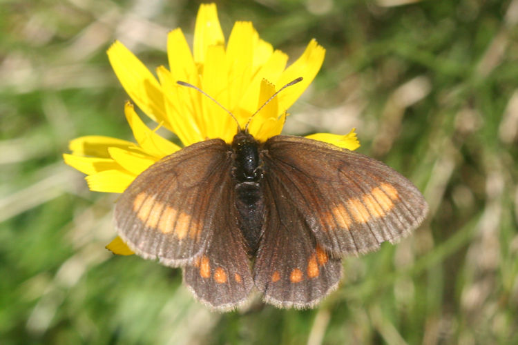 Erebia pharte pharte: Bild 12