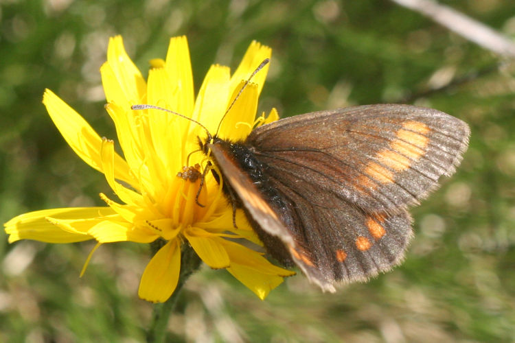 Erebia pharte pharte: Bild 10