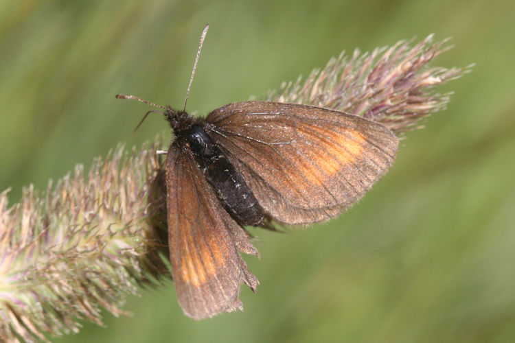 Erebia pharte pharte: Bild 14