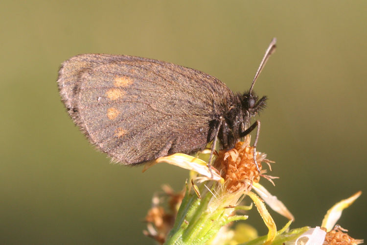 Erebia pharte pharte: Bild 15