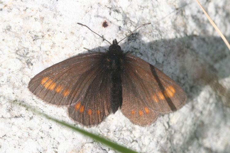 Erebia pharte pharte: Bild 6