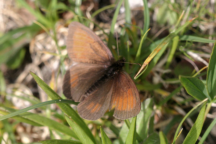 Erebia mnestra: Bild 3