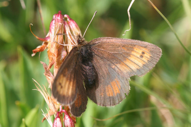 Erebia mnestra: Bild 4