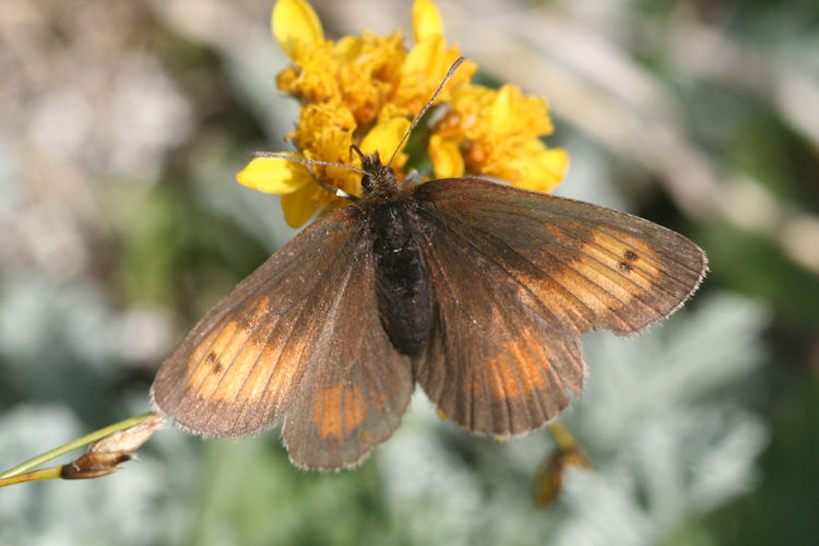 Erebia mnestra: Bild 5