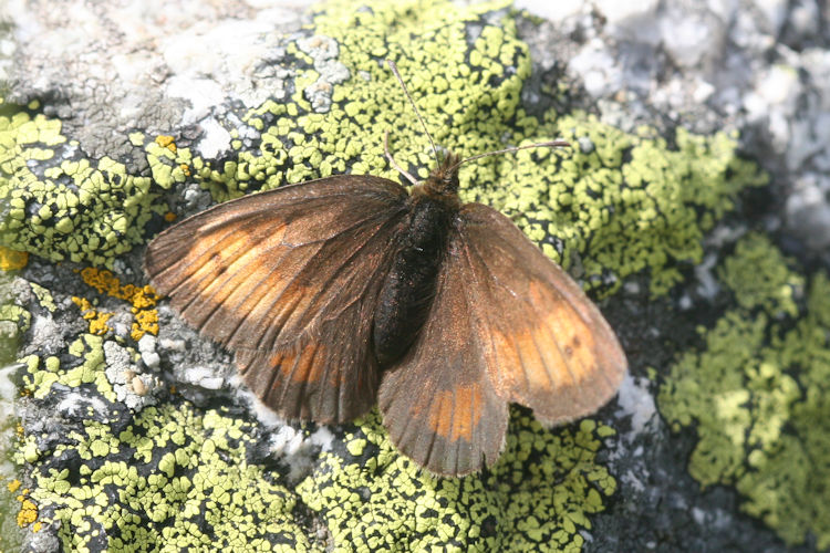 Erebia mnestra: Bild 6