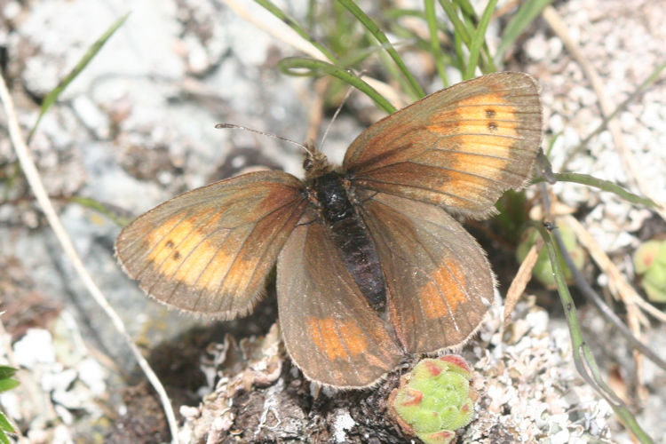 Erebia mnestra: Bild 7