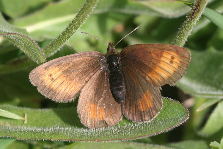 Erebia mnestra: Bild 9