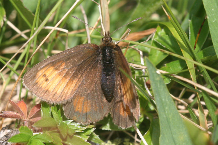 Erebia mnestra: Bild 13