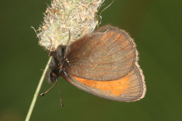 Erebia mnestra: Bild 17