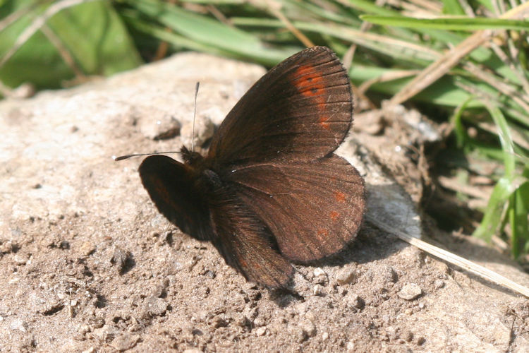 Erebia psathura: Bild 4