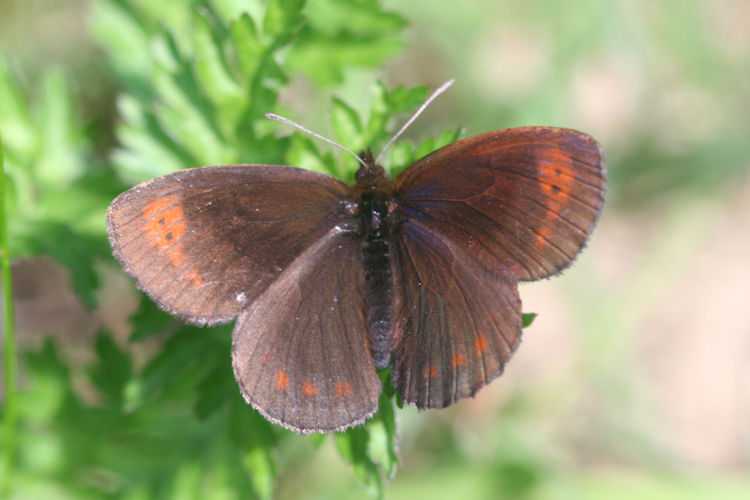 Erebia psathura: Bild 5