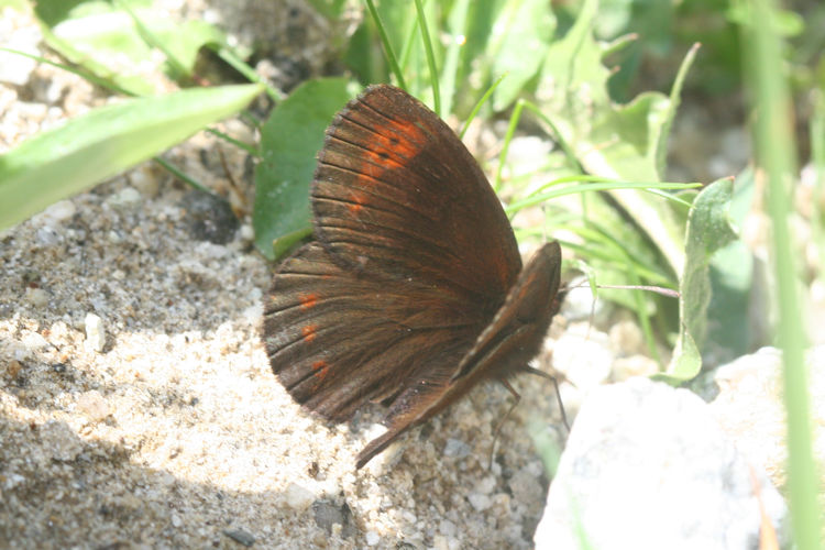 Erebia psathura: Bild 8