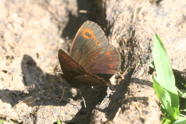 Erebia psathura: Bild 9