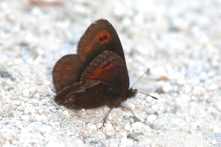 Erebia psathura: Bild 10