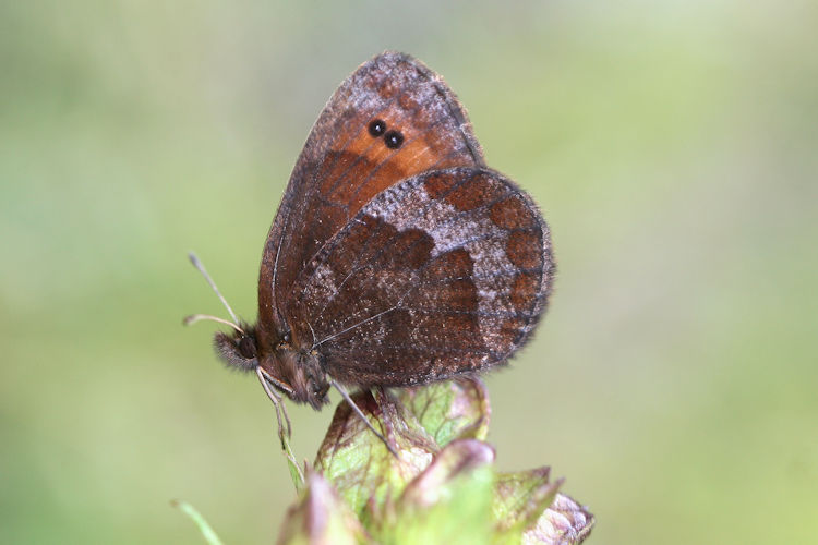 Erebia psathura: Bild 13