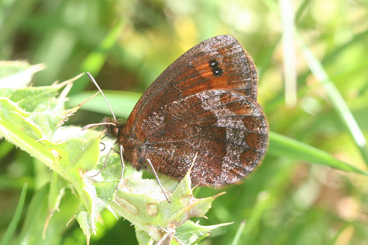 Erebia psathura: Bild 14