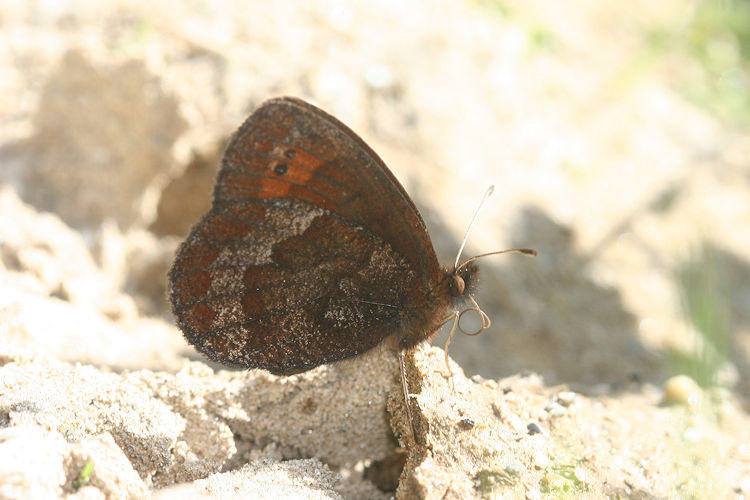 Erebia psathura: Bild 20