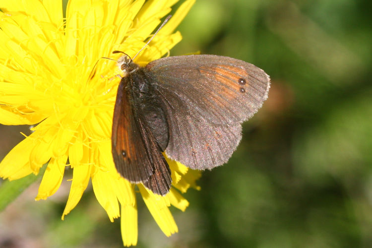 Erebia tyndarus: Bild 20