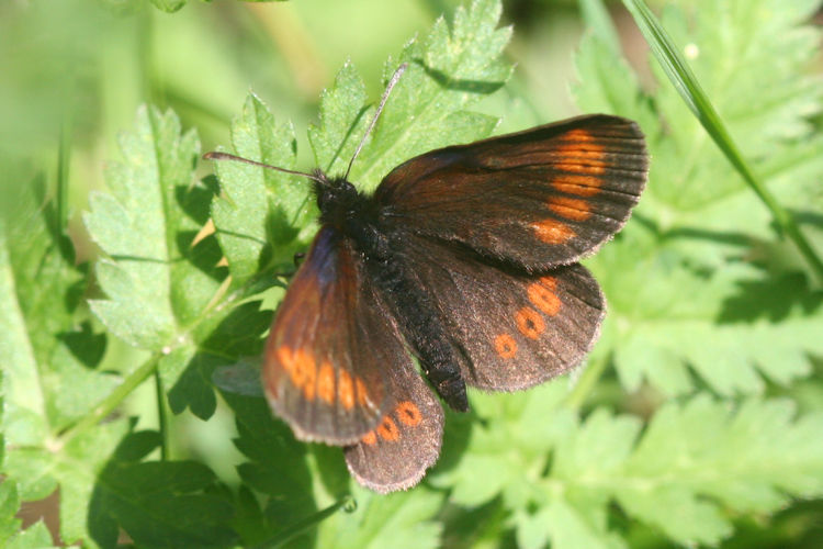 Erebia melampus: Bild 15